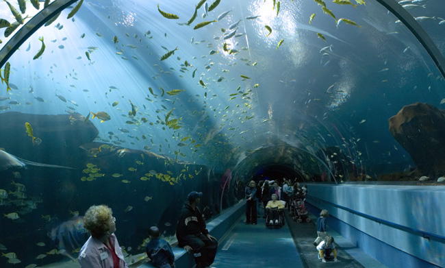 Georgia-aquarium